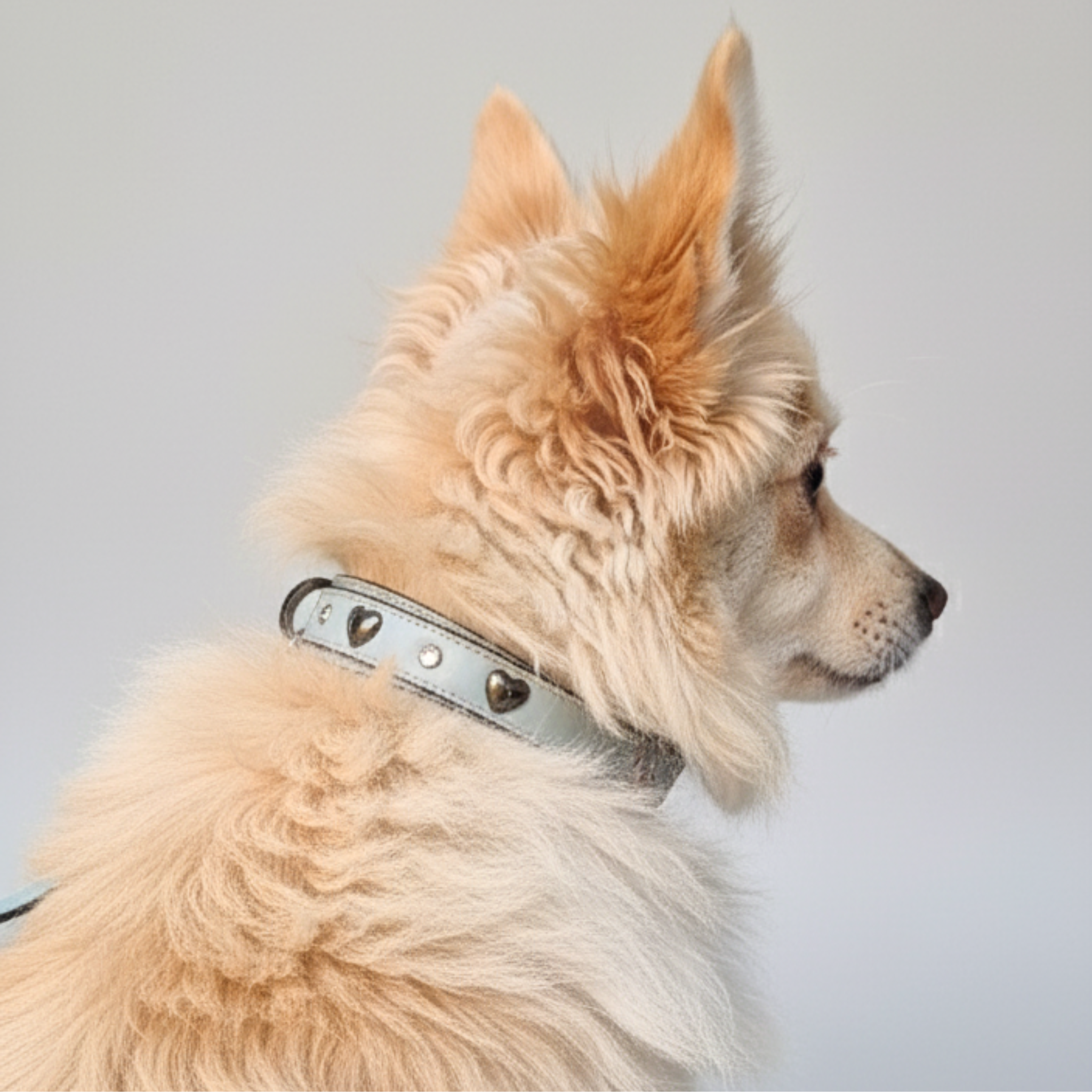 Set Collare con Cristalli e Guinzaglio in Pelle per Cani